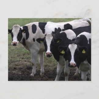 Carte Postale Vaches