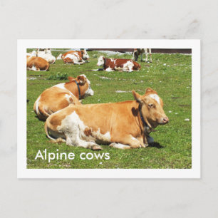 Carte Postale Vaches alpines