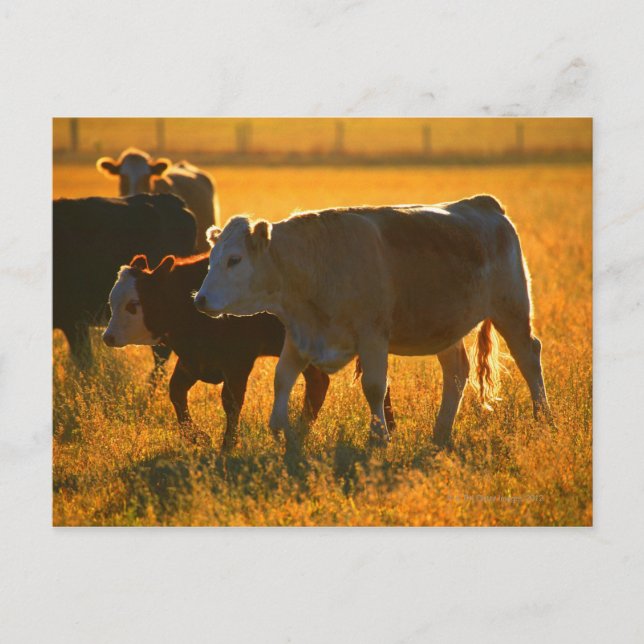 Carte Postale Vaches au pâturage 2 (Devant)
