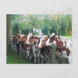 Carte Postale Vaches curieuses