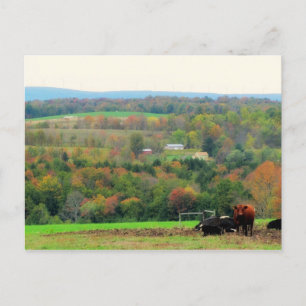 Carte Postale Vaches d'automne