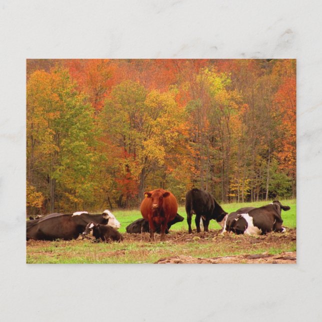 Carte Postale Vaches d'automne (Devant)