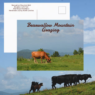 Carte Postale Vaches de Bearwallow Mountain Montagnes Blue Ridge