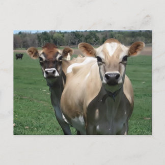 Carte Postale Vaches de Jersey