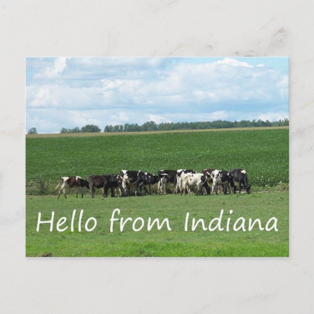 Carte postale Vaches de l'Indiana (Devant)