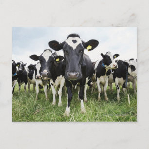 Carte Postale Vaches debout dans une rangée regardant la caméra