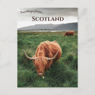 Carte Postale Vaches des Highlands île de Mull Écosse