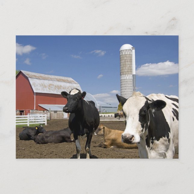Carte Postale Vaches devant une grange rouge et silo sur une fer (Devant)