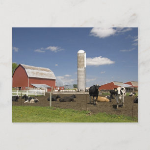 Carte Postale Vaches devant une grange rouge et un silo dans une