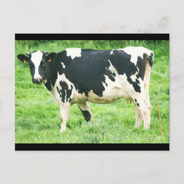 Carte Postale vaches et chats kérmoisans 012 (Devant)