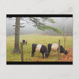 Carte Postale Vaches Galloway Ceinturées À La Ferme À Rockport M