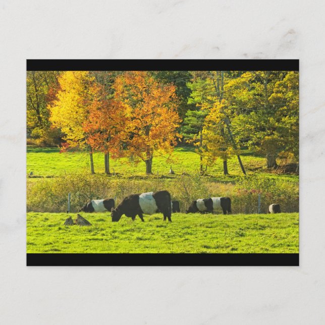 Carte Postale Vaches Galloway Ceinturées Sur Rockport Maine Farm (Devant)