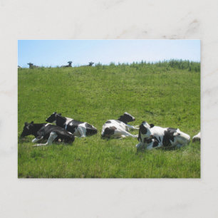 Carte Postale Vaches Holstein frisonnes