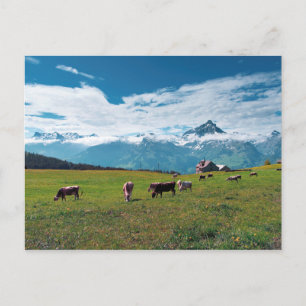 Carte Postale Vaches joyeuses sur la ferme en Suisse