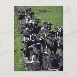 Carte Postale Vaches laitières en attente de traite