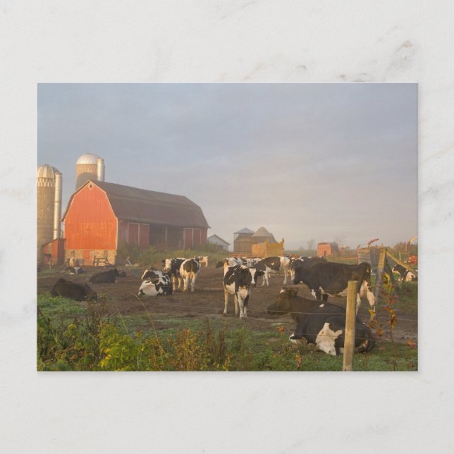 Carte Postale Vaches laitières Holstein à l'extérieur d'une gran (Devant)