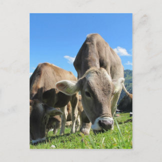 Carte Postale Vaches mignonnes en Autriche