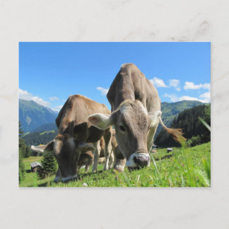 Carte Postale Vaches mignonnes en Autriche