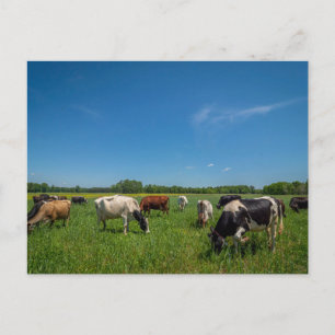Carte Postale Vaches paissant à Nice Farms Creamery