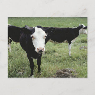 Carte Postale Vaches pâturant dans la prairie, Nouvelle-Écosse,