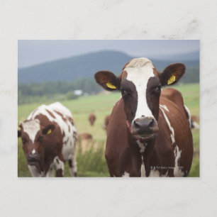 Carte Postale Vaches pâturantes