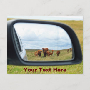 Carte Postale Vaches personnalisables dans le miroir