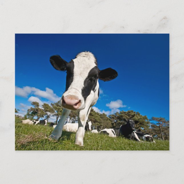 Carte Postale Vaches se nourrissant dans le pâturage 2 (Devant)
