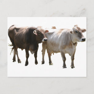 Carte Postale Vaches suisses Brown