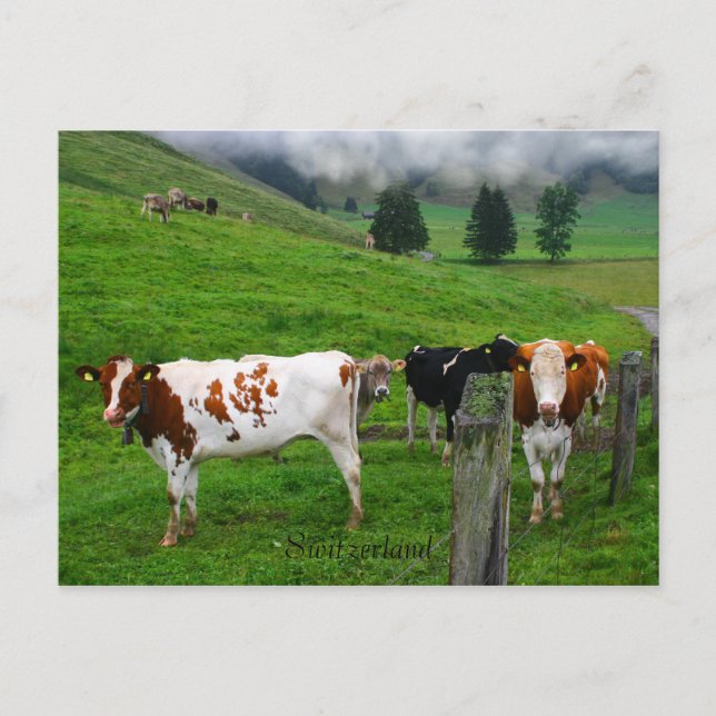 Carte Postale Vaches suisses pâturant près de Küssnacht Suisse (Devant)