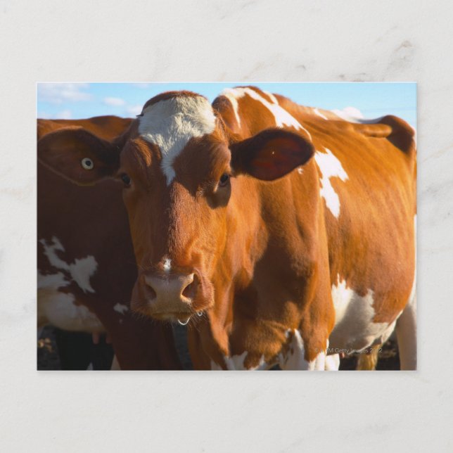 Carte Postale Vaches sur la ferme (Devant)
