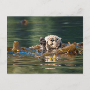 Carte Postale Vague Louter de mer