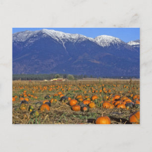 Carte Postale Vallée de Flathead Montana aire de citrouilles