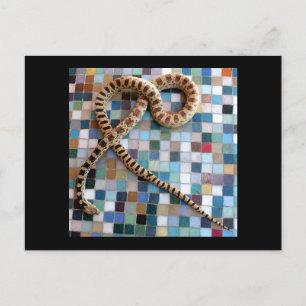 Carte Postale Vallée de Gopher Snake Wonder