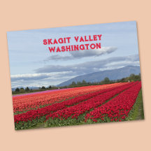 Vallée de Skagit Tulipe de l'État de Washington