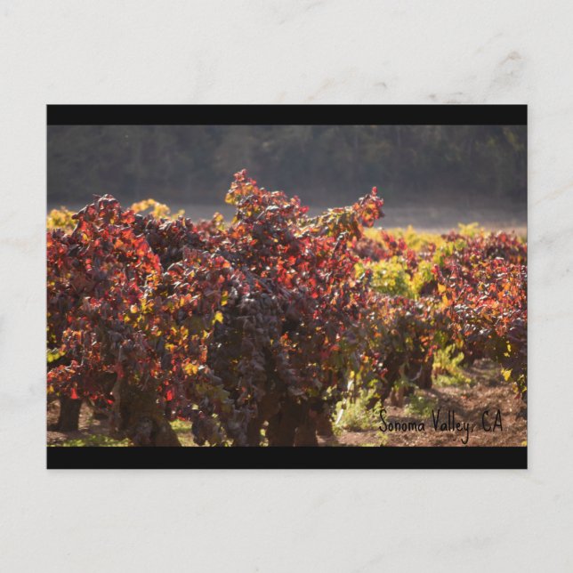 Carte Postale Vallée de Sonoma - Zinfandel (Devant)