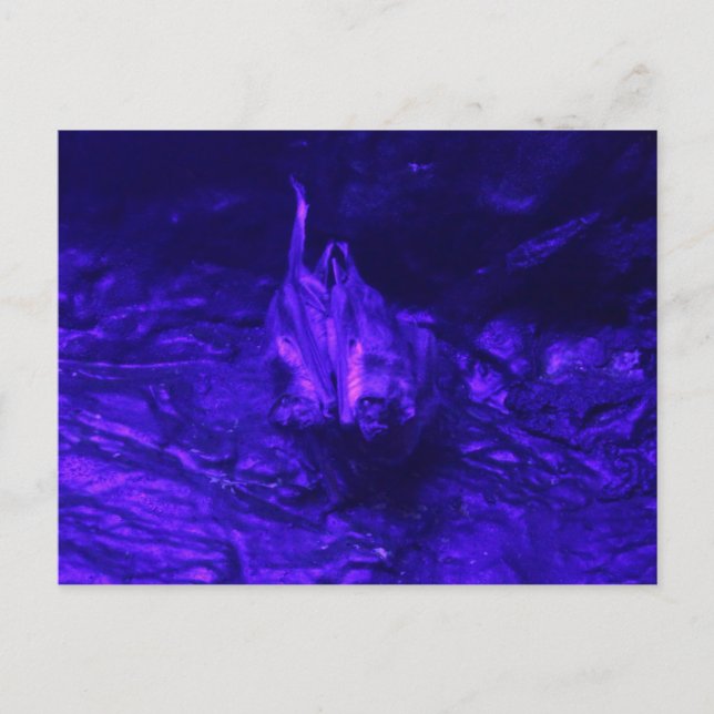 Carte Postale Vampire Bat (Devant)