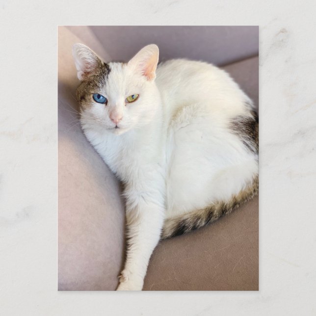 Carte Postale Van Cat turc (Devant)