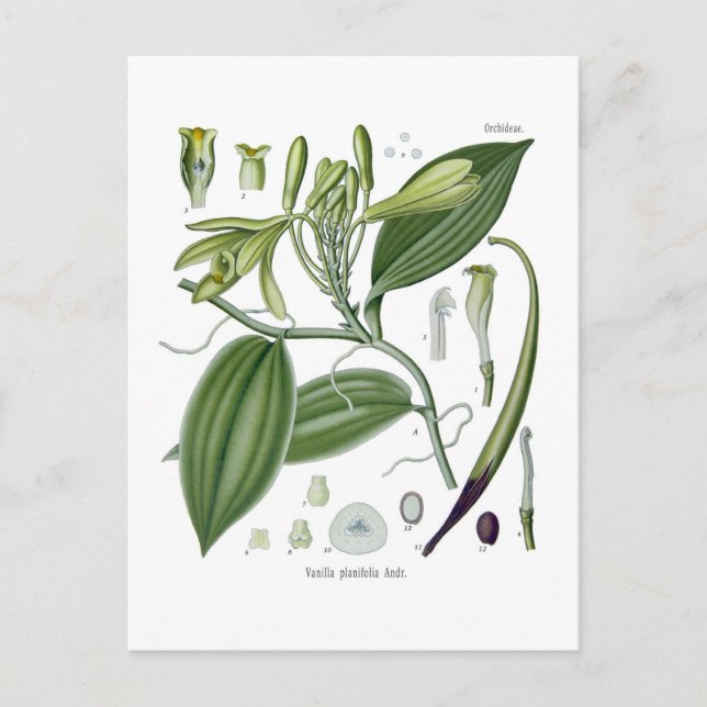 Carte Postale Vanilla planifolia (Devant)