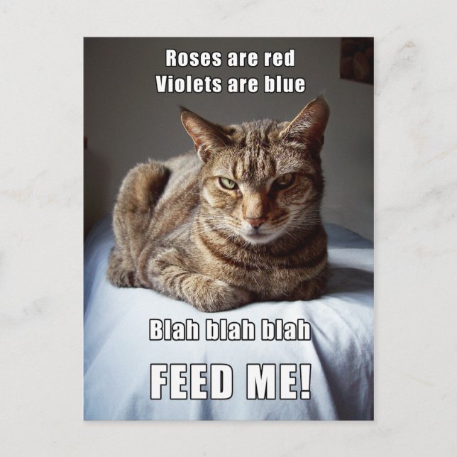 Carte Postale Vanlentine Cat Me nourrir poème (Devant)
