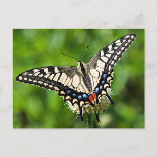 Carte Postale Vaporiste de l'Ouest (Papilio rutulus)