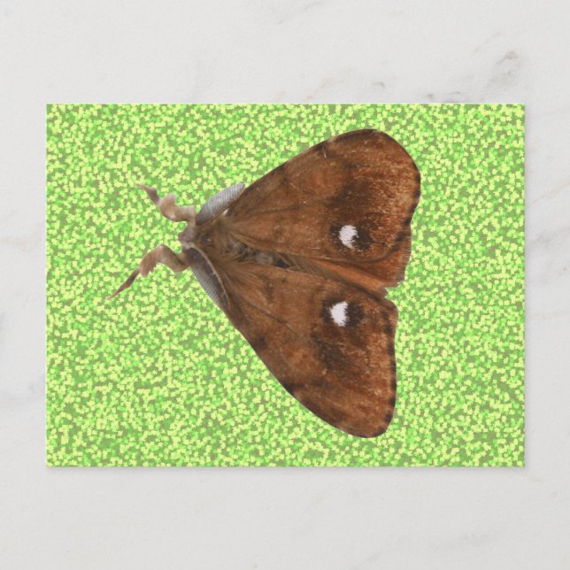 Carte postale Vapourer Moth (Devant)