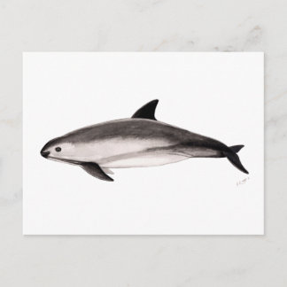 Carte Postale Vaquita
