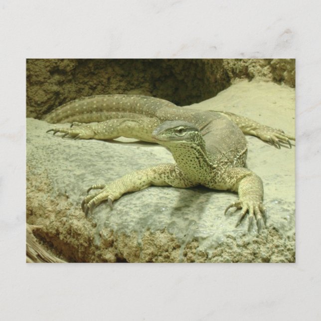 Carte Postale Varanus gouldii (Devant)