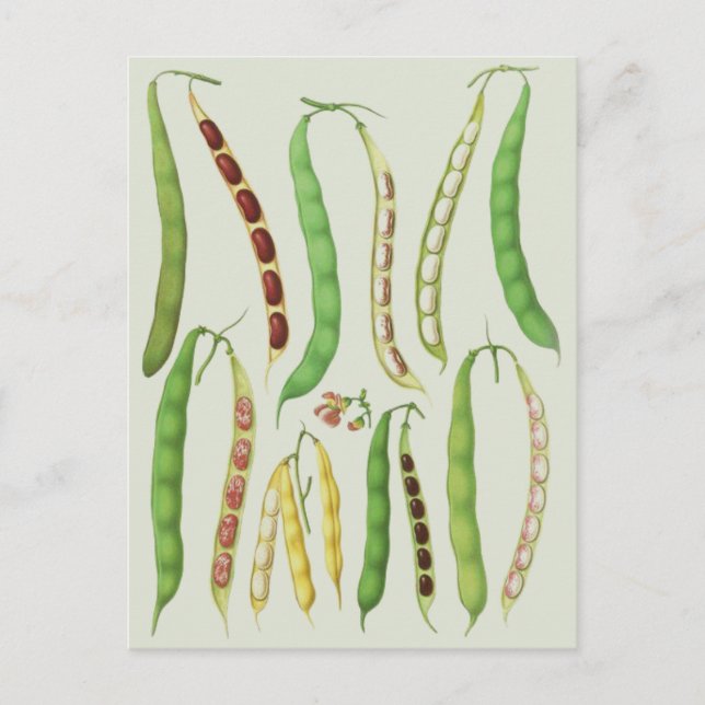 Carte Postale Variétés de haricots d'Ernst Benary (Devant)