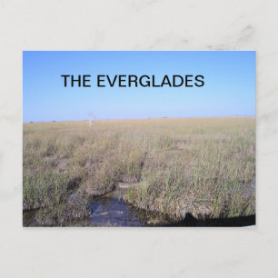 CARTE POSTALE VASTNESS DES EVERGLADES