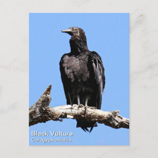 Carte Postale Vautour noir