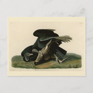 Carte Postale Vautour noir, des oiseaux d'Amérique d'Audubon