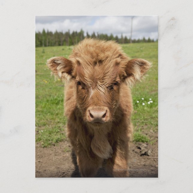 Carte Postale veau de bétail de Highland, près de Dufftown, (Devant)