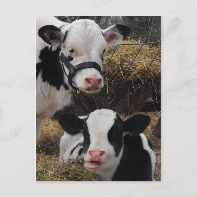 Carte Postale Veaux Holstein (Devant)