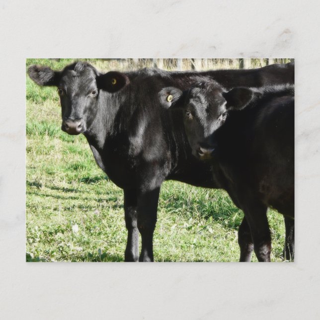 Carte Postale Veaux noirs de génisse d'Angus (Devant)